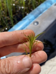 Najas flexilis
