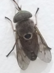 Tabanus albocirculus