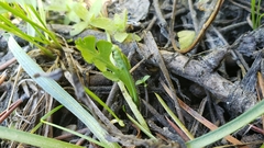 Botrychium simplex image