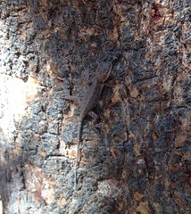 Urosaurus ornatus