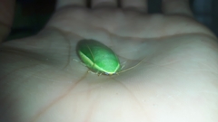 Panchlora