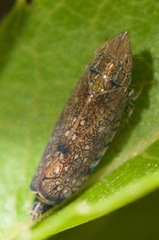 Scaphytopius acutus