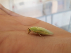 Panchlora