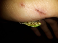Panchlora