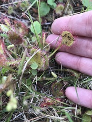 Drosera rotundifolia