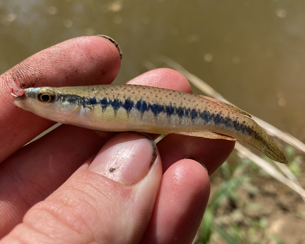Fundulus notatus