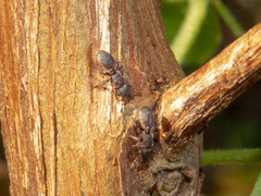 Cephalotes pinelii