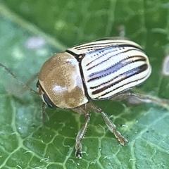 Cryptocephalus brunneovittatus