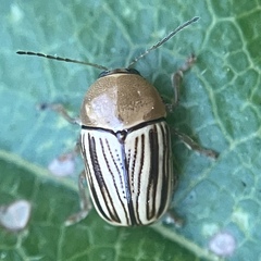 Cryptocephalus brunneovittatus