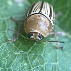 Cryptocephalus brunneovittatus
