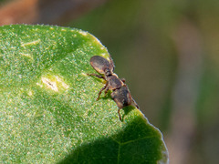 Cephalotes pinelii