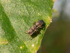 Cephalotes pinelii