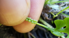 Botrychium simplex image