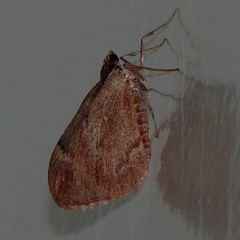 Stamnoctenis pearsalli