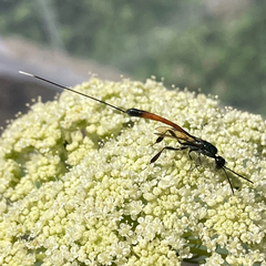 Gasteruption jaculator