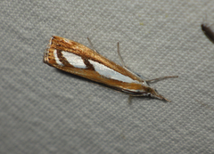 Catoptria permutatellus