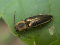 Megapenthes limbalis