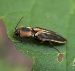 Megapenthes limbalis