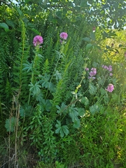 Sidalcea virgata