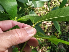 Alstonia muelleriana