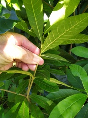 Alstonia muelleriana