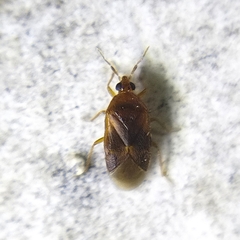 Cimicoidea