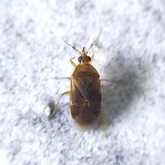 Cimicoidea
