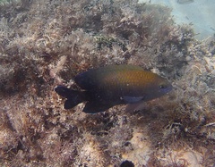 Beaugregory photo 3