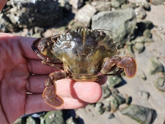 Charybdis hellerii