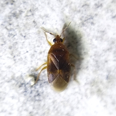 Cimicoidea
