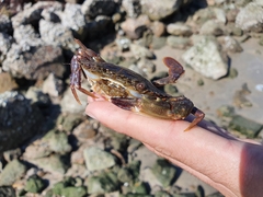 Charybdis hellerii