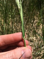 Alopecurus aequalis aequalis