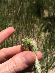 Alopecurus aequalis aequalis