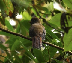 Trogon collaris