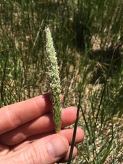 Alopecurus aequalis aequalis