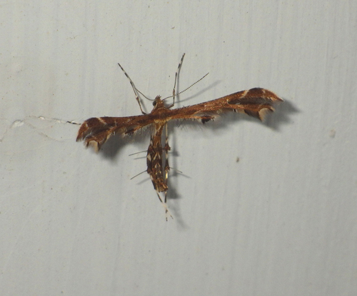 Oxyptilus chrysodactyla