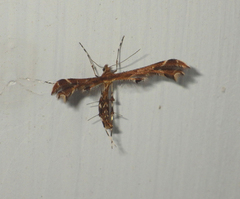 Oxyptilus chrysodactyla