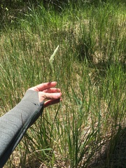 Alopecurus aequalis aequalis