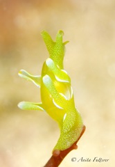 Roburnella wilsoni