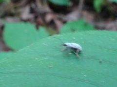 Cyrtepistomus castaneus
