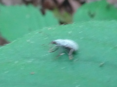 Cyrtepistomus castaneus
