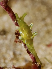 Roburnella wilsoni