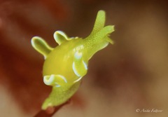 Roburnella wilsoni