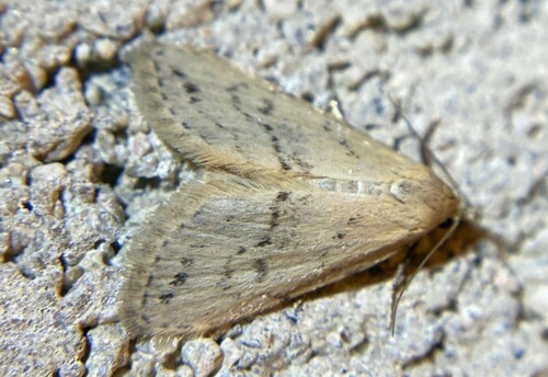 iNaturalist observation photo of Butterflies and Moths