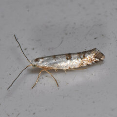 Argyresthia thuiella