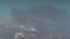 Sepioteuthis sepioidea