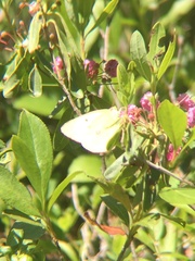 Colias interior