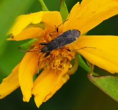 Ligyrocoris diffusus