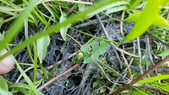 Botrychium simplex image