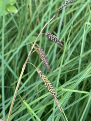 Carex barrattii